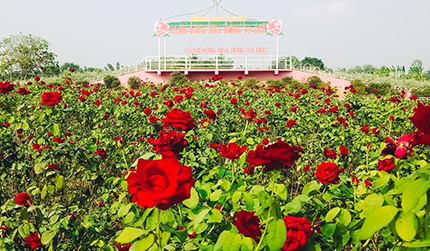 Cánh đồng hoa Hồng