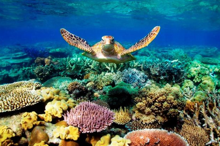 Khám phá đất nước xinh đẹp của những chú chuột túi kangaroo