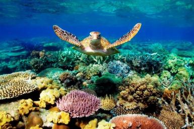 Khám phá đất nước xinh đẹp của những chú chuột túi kangaroo