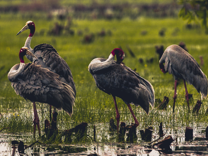 Khám phá đất sen hồng Đồng Tháp