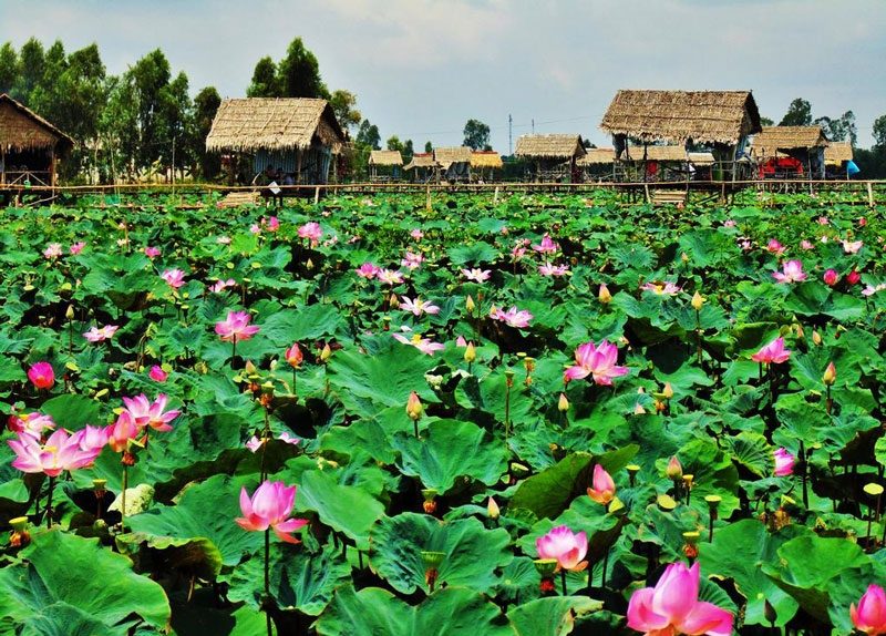 Khám phá đất sen hồng Đồng Tháp