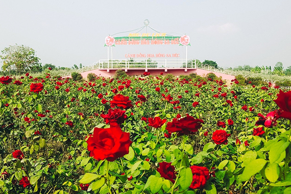 Cánh đồng hoa Hồng