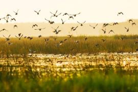 Vườn quốc gia Tràm Chim