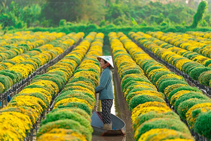 Làng Hoa Sa Đéc - Vườn Quýt Hồng Lai Vung