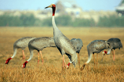 Làng Hoa Sa Đéc - Vườn Quýt Hồng Lai Vung