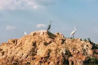 Làng Hoa Sa Đéc - Vườn Quýt Hồng Lai Vung