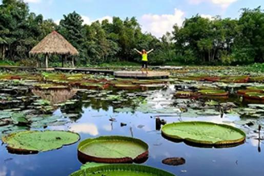 Làng Hoa Sa Đéc - Vườn Quýt Hồng Lai Vung