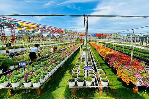 Làng Hoa Sa Đéc - Vườn Quýt Hồng Lai Vung