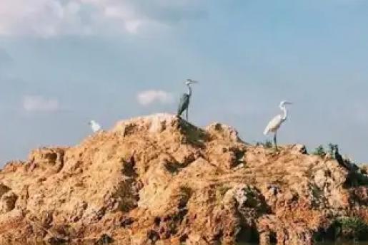 Làng Hoa Sa Đéc - Vườn Quýt Hồng Lai Vung