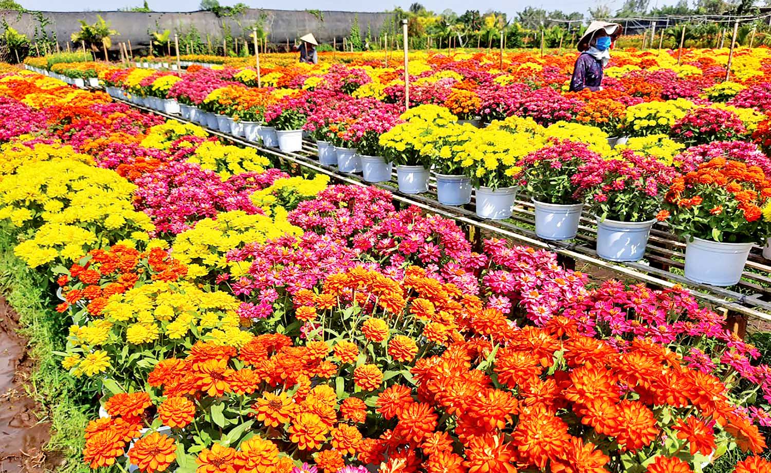 VƯƠNG QUỐC HOA SA ĐÉC - HÀNH TRÌNH DI SẢN XANH